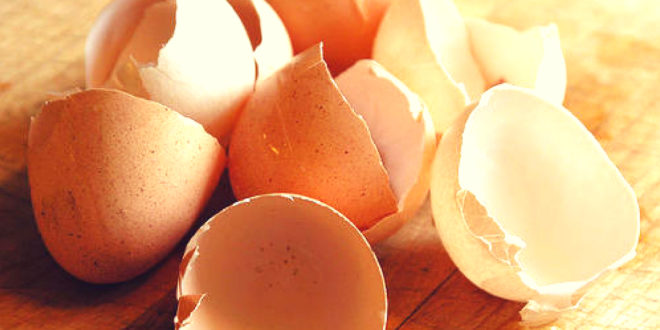 IIT Kharagpur generates electricity from Eggshells