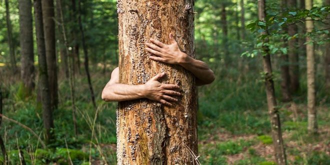 Citizens go back to Chipko Movement !