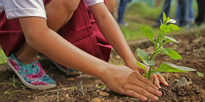 Planting compulsory for students-Rajasthan !