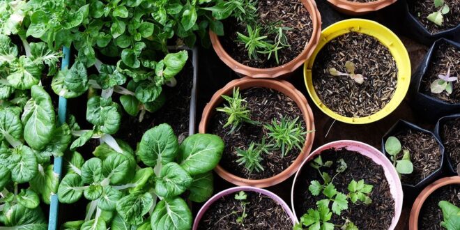 How to Take Care of Your Plants During Monsoons? With These 10 Simple Tips