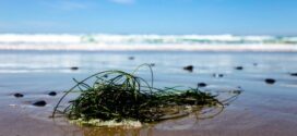 Seaweed Can Absorb Carbon 35 Times Faster Than Rainforests: Here’s Why It Matters